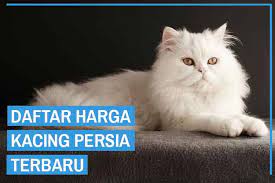 Harga kucing persia termasuk kucing yang sering dicari oleh para pecinta kucing di dunia termasuk di indonesia. Update Daftar Harga Kucing Persia Semua Jenis 2021 Kucingklik Com