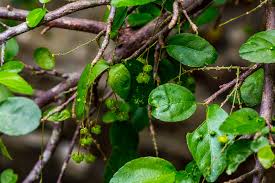 Image result for Acalypha sonderiana