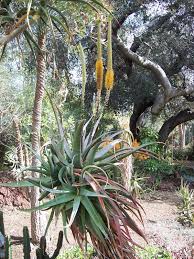 Image result for Aloe spicata