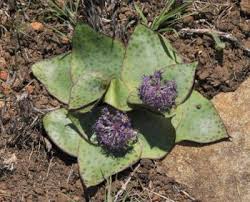 Image result for Ledebouria cordifolia