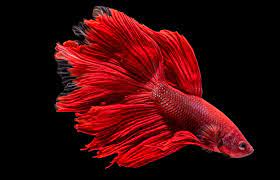 Plakat betta, crowntail betta, double tail betta, combtail betta, rosetail. Popular Betta Fish Types That You Should Have Today Pet Shops Guide Blog