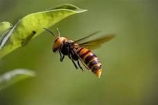 World of Insects Workshop
