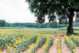We did not find results for: Sunflower Plant Care Growing Guide