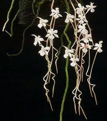 Image result for Aerangis kotschyana