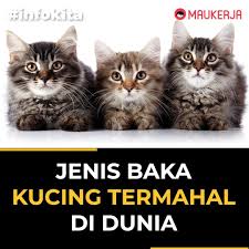 Banyak sekali jenis kucing lucu dan imut yang tersebar di seluruh penjuru dunia. Maukerja Malaysia Jenis Baka Kucing Termahal Di Dunia Facebook