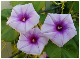 Image result for Ipomoea turbinata