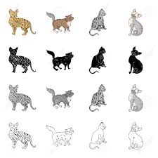 Cat breeds set collection icons in black, flet style vector symbol stock illustration web. Cat Breed Savannah Norwegian Forest Cat American Shorthair Royalty Free Cliparts Vectors And Stock Illustration Image 86749076