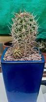 Image result for Orbea carnosa