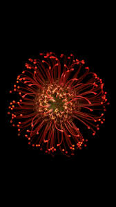 Https All Images Net Wallpaper Iphone Flowers 98 Wallpaper Iphone Flowers 98 Ios Wallpapers Iphone 6s Wallpaper Flower Iphone Wallpaper