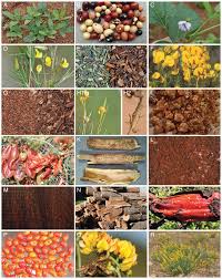 Image result for Dichilus bainesii