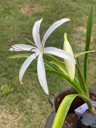 Image result for Crinum subcernuum