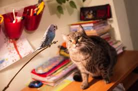 … cat has nine lives. Do Cats Eat Birds Quora