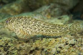 Image result for Phaulopsis sangana