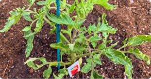 The key to success lies in understanding that they need both potash and nitrogen but in different proportions at different times of their growth. Tips For Growing Great Tomatoes Ifa Country Stores