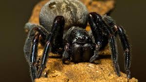 Birmingham is safe from them. Sydney Funnel Web Vs Black House Western Australian Museum