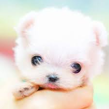 Welcome to cutepuppies.net, you have found the best source for cute puppy pictures online. Too Cute I Want One Baby Animals Cute Baby Animals Puppy Dog Pictures