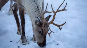 There was a song ( it might be on the no play list now), rudolph the red nosed reindeer that was a part of the christmas cartoon of the same name (although i always called it gold and silver), anyway that song had al. What Do Reindeer Do When They Re Not Pulling Santa S Sleigh Howstuffworks