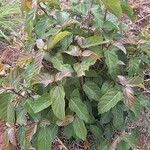 Image result for Ficus sur