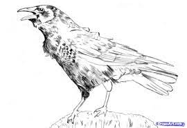 How To Draw A Realistic Crow Draw Crows Step By Step Realistic Drawing Technique Free Online Drawing Tutorial Added By Catluc Drawings Crow American Crow