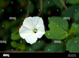 Image result for Ipomoea obscura