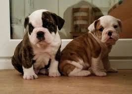 French bulldog breeders english bulldogs for sale french bulldog breeder french bulldogs for sale. Adorable Blue Eyed Bulldog Puppies Hornchurch Essex Pets4homes