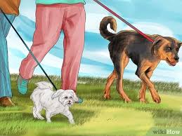 The owner must find a way to show love and affection to the first pet, but so that the newcomer doesn't feel jealousy. 3 Ways To Make Your Dog Get Along With Other Dogs Wikihow