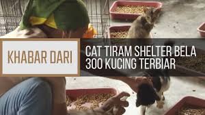 Serah aje pada kami harian metro. Khabar Dari Johor Cat Tiram Shelter Bela 300 Kucing Terbiar Youtube