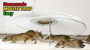 Homemade Mouse Trap Rat Trap Diy Best Mouse Trap Rat Trap Homemade Youtube