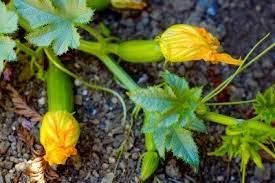 If you are concerned that pollinators are not visiting your squash plant flowers, you can do the pollinating yourself. Hand Pollinating Squash How To Hand Pollinate Squash Plants