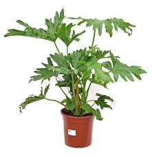 Image result for Filodendron Philodendron