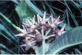 Plants Profile For Asclepias Speciosa Showy Milkweed