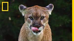 North Texas Wild Dallas Woman Wild About Texas Native Cats Greensource Dfw