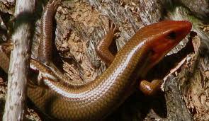 (photo credit to gary nafis) they are very tiny. Amazing Facts About The Common Garden Skink Onekindplanet Animals