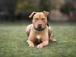 Maybe you would like to learn more about one of these? American Staffordshire Terrier Full Profile History And Care