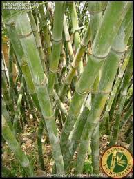 Image result for Pilea bambuseti