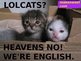 Image result for lolcats