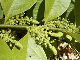 Image result for Opilia amentacea