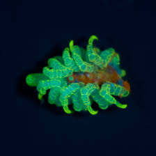 Image result for Pycnosphaera