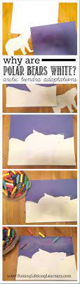 Why Are Polar Bears White Arctic Tundra Animals Polar Animals Preschool Polar Animals Arctic Tundra Animals