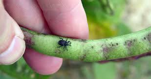 Reliable pest control service in savannah, ga. Pest Management Strategic Plan Us Vigna