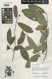 Image result for Huberantha