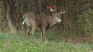 By determining a deer's direction of travel as you move toward food sources, you can also backtrack their movements to pinpoint bedding areas. How To Identify And Hunt Deer Bedding Areas Deer Deer Hunting Tv Youtube