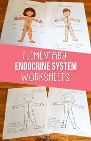 Elementary Endocrine System Worksheets Endocrine System Elementary Science Activities Human Body Activities