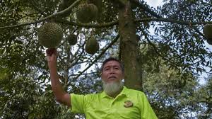 View original content to download. Pahang Town S Durian Businessmen Turn Wealthy As Demand Increases Cna