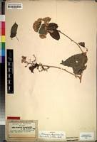 Image result for Mikaniopsis