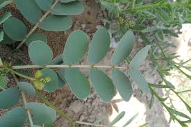 Image result for Senna italica