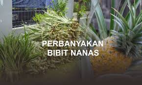 Nanas masuk dalam famili bromeliaceae. Cara Memperbanyak Bibit Nanas Dengan Stek Batang Dan Stek Daun Mahkota Unsurtani Com