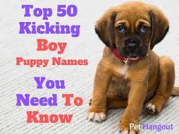50 least common dog names. Top 50 Kicking Boy Puppy Names You Need To Know