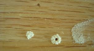 These beetles (woodworms) will dig random tunnels that can really destroy the appearance and affect the structural integrity of your wood. Q As Powderpost Beetles Wood Floor Dents Wood Conditioner Wood Floor Business Magazine