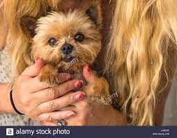 Blond Caucasian Woman With Long Hair Holding Yorkshire Terrier In Her Hands Cute Dog Face Eyes Looking In Camera Cuddling Sweet Close Up Stock Photo Alamy